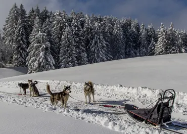 balade en chiens de traineaux